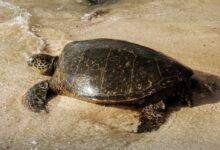 black and brown turtle on white sand
