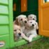 yellow labrador puppies in green plastic container