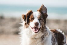 white and brown long coat large dog