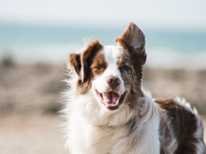 white and brown long coat large dog