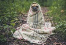 fawn pug covered by Burberry textile between plants