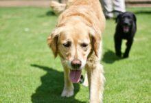 adult golden retriever walking on green grass lawn