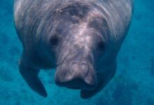 gray sea cow under water