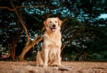 golden retriever sitting on ground during daytime