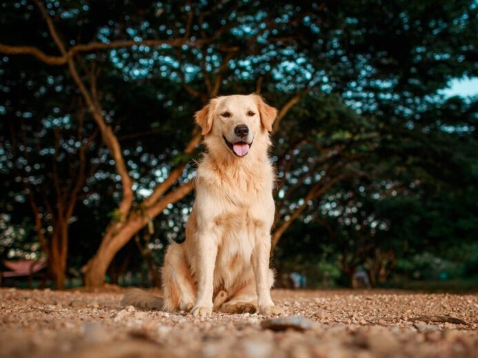 golden retriever sitting on ground during daytime