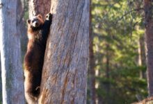 brown bear on tree