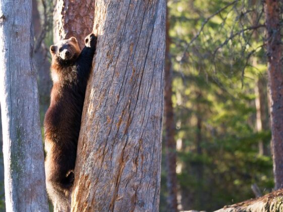 brown bear on tree