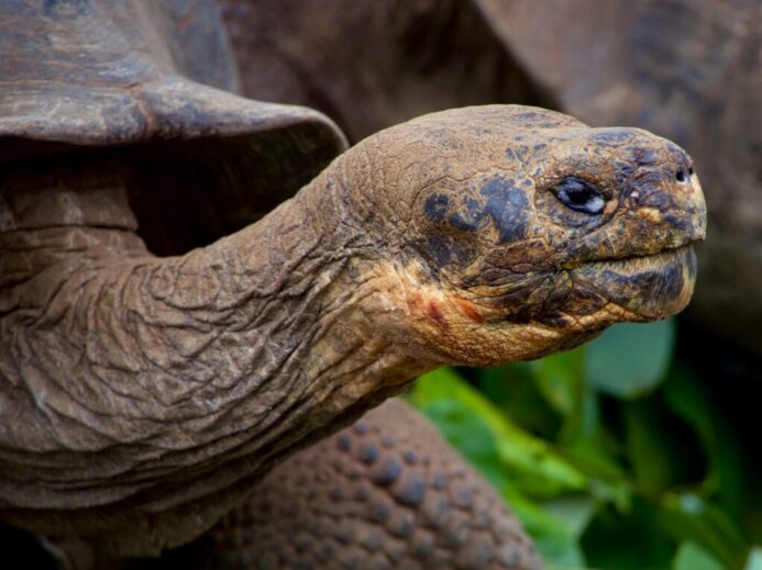 selective focus photography of gray turtle