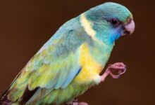 green yellow and blue bird on brown branch
