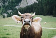 shallow focus photography of brown cow