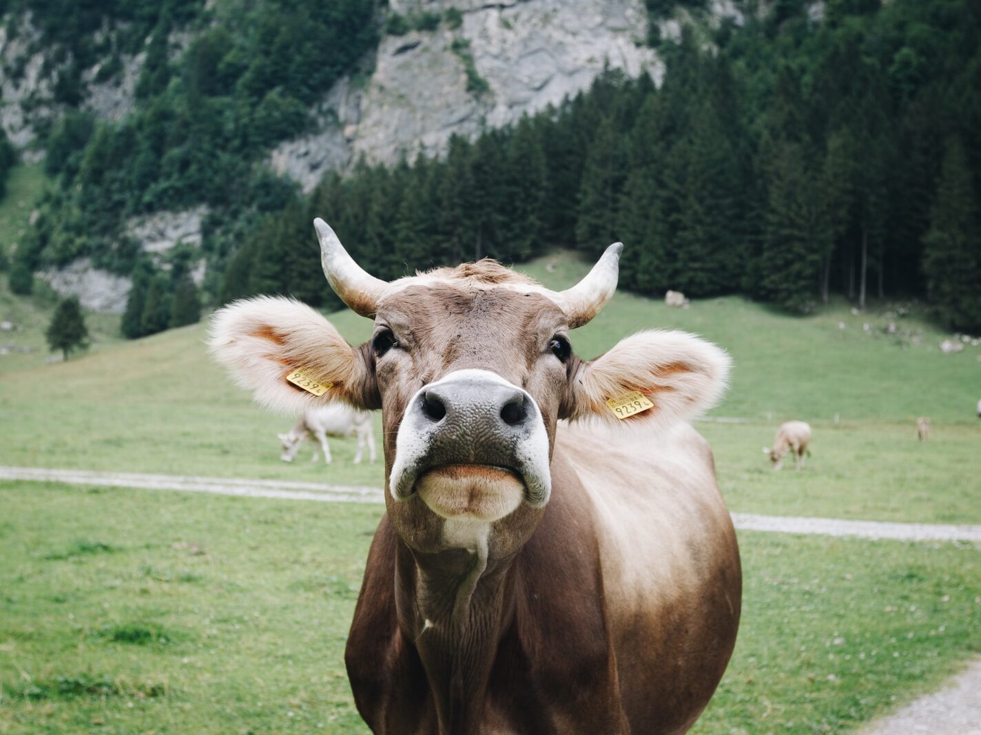 shallow focus photography of brown cow