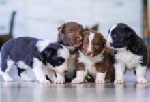 black and white short coated puppy