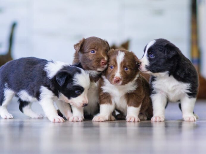 black and white short coated puppy