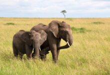 brown elephant on green grass field during daytime