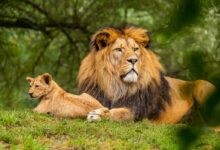 brown lion on green grass field