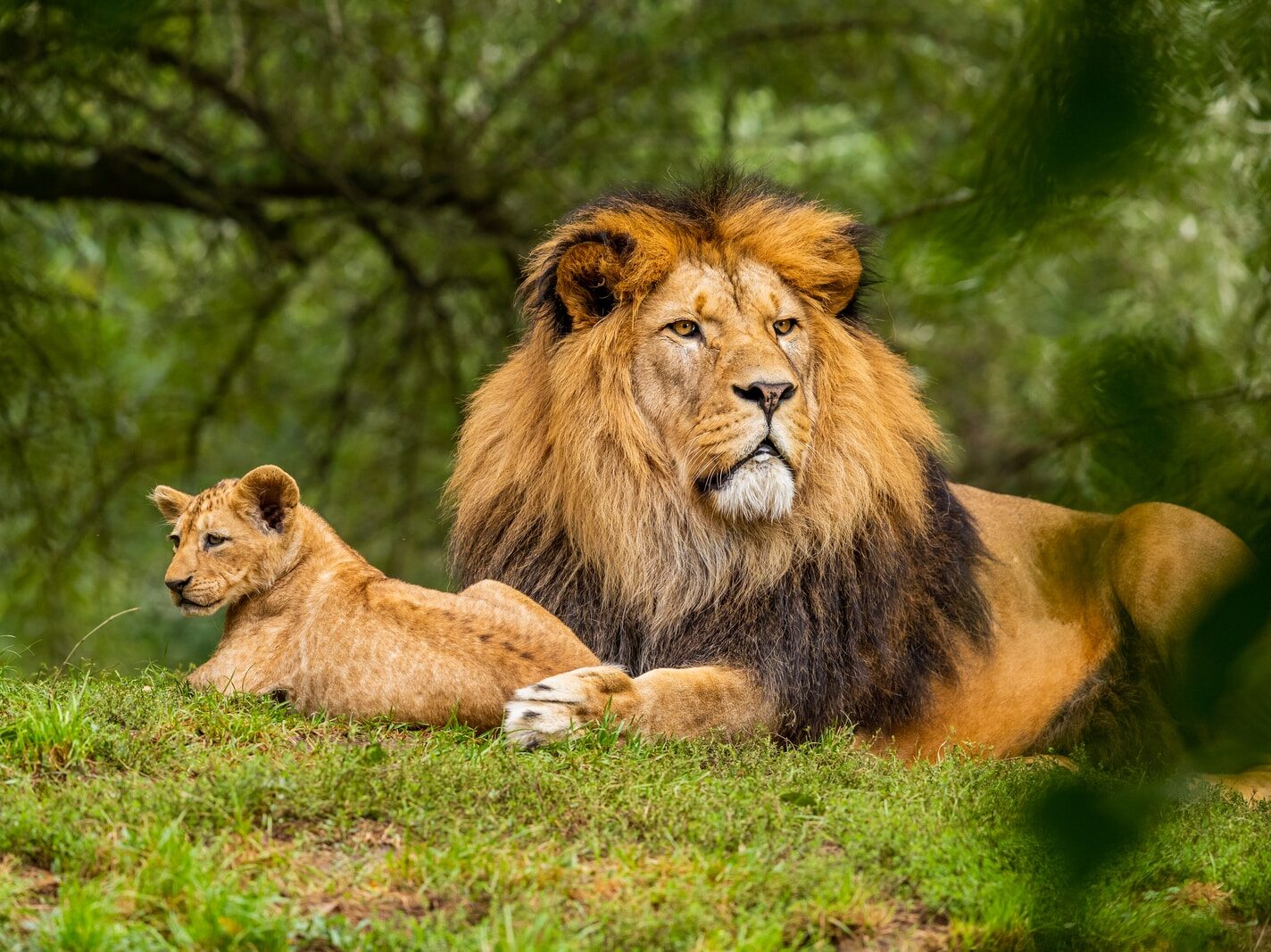 brown lion on green grass field