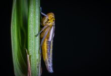 shallow focus photography of brown insect
