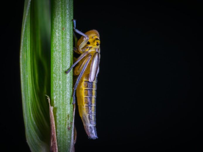 shallow focus photography of brown insect