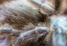 brown and black tarantula in close up photography
