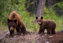 two sun bears on field