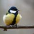 yellow black and white bird on brown tree branch
