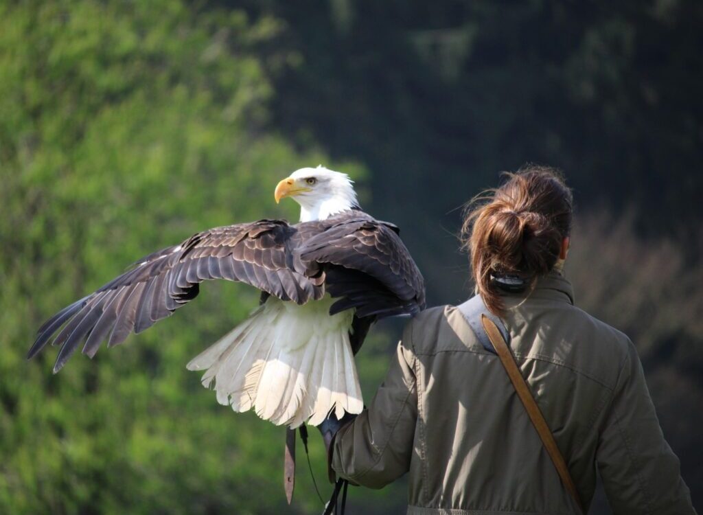 selective focus photography of white and brown eagle perch on woman left hand during daytime