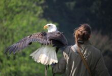 selective focus photography of white and brown eagle perch on woman left hand during daytime
