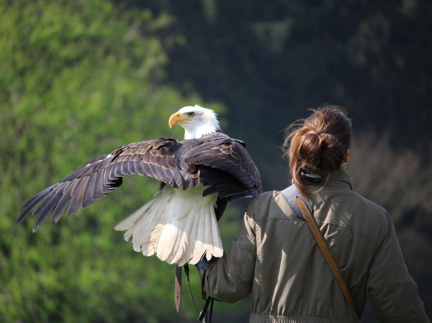 selective focus photography of white and brown eagle perch on woman left hand during daytime