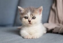 white and grey kitten on grey textile