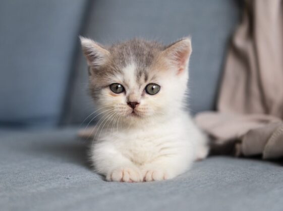 white and grey kitten on grey textile