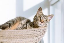 silver tabby cat on gray pillow beside clear glass window