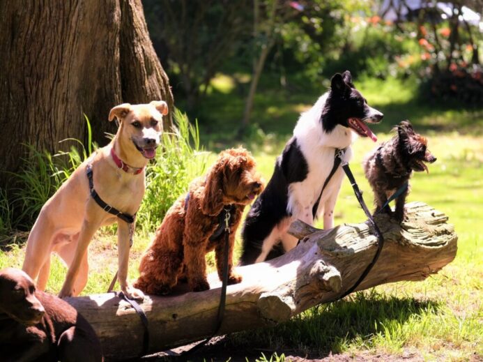 shallow focus photo of dogs on tree log