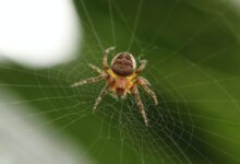barn spider on cobweb closeup photography