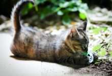brown tabby kitten playing white and green ball