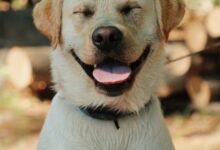 yellow labrador retriever with blue collar