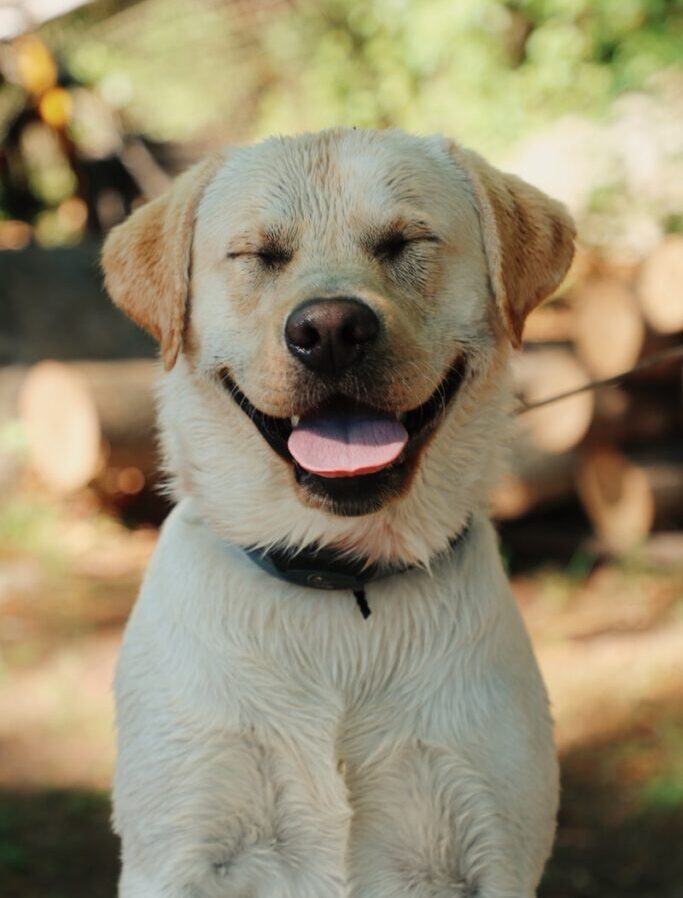 yellow labrador retriever with blue collar