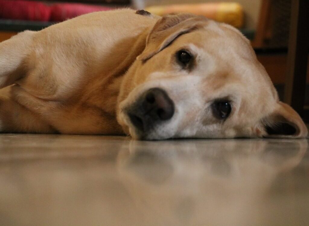 yellow labrador retriever lying on floor