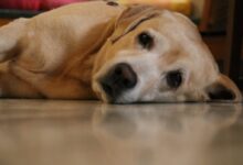 yellow labrador retriever lying on floor