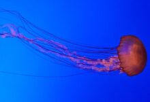 jelly fish floating