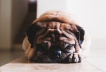 shallow focus photography of adult fawn pug