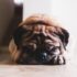 shallow focus photography of adult fawn pug
