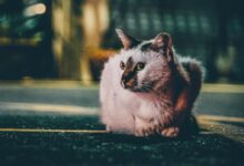 gray cat laying on road