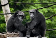 two black monkeys
