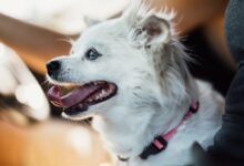 white long coat small dog