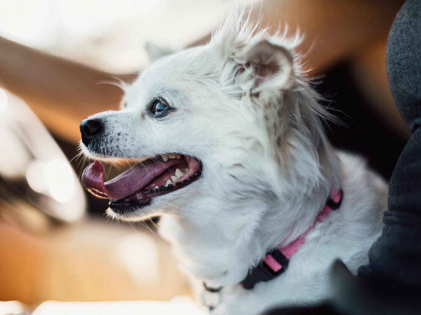 white long coat small dog