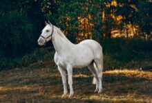 white horse on forest