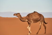 brown camel on desert during daytime