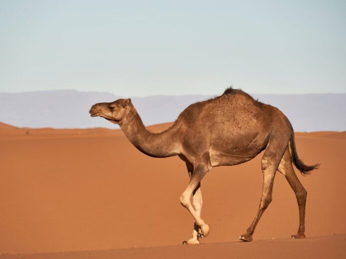 brown camel on desert during daytime