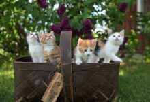 four assorted-color tabby kittens on brown basket