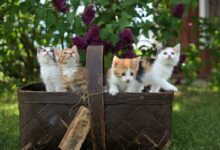 four assorted-color tabby kittens on brown basket